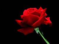 Red Rose Flora